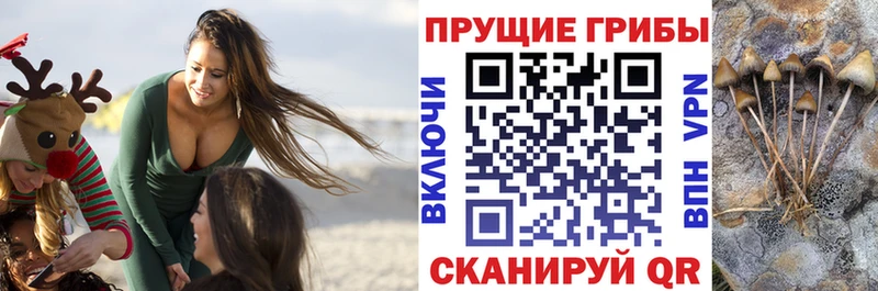 Псилоцибиновые грибы Psilocybine cubensis  как найти наркотики  Барабинск 